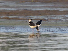 Himantopus mexicanus