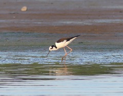Himantopus mexicanus