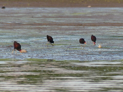 Jacana jacana