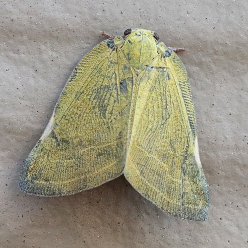 Brown Winged Plant Hopper photo 5