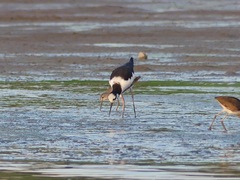 Himantopus mexicanus