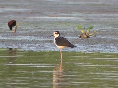 Himantopus mexicanus
