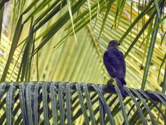 Accipiter badius