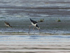 Himantopus mexicanus