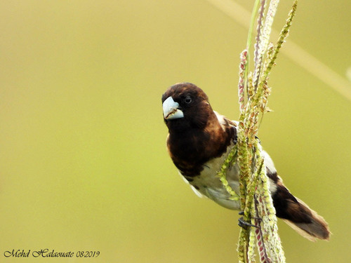 Black-breasted Munia