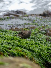 Cinclodes taczanowskii