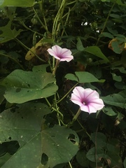 Ipomoea muricata