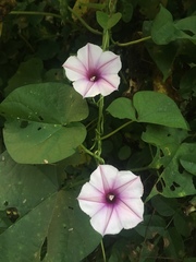 Ipomoea muricata
