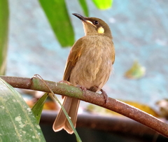 Meliphaga notata