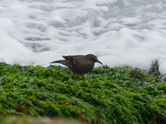 Cinclodes taczanowskii