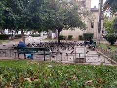 Columba livia domestica