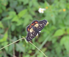 Chlosyne melitaeoides