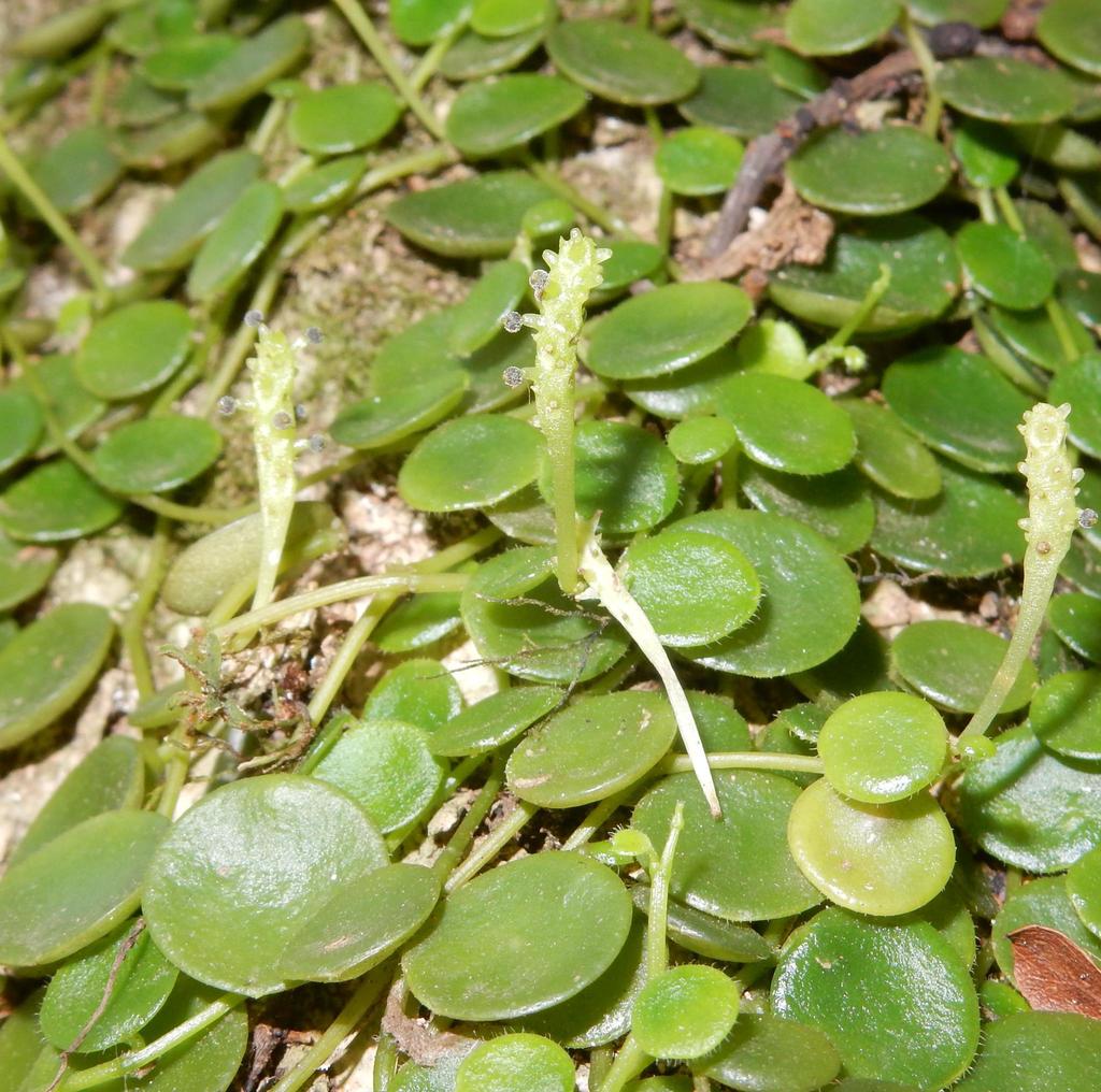Roundleaf Peperomia