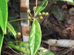 Ardisia lindleyana