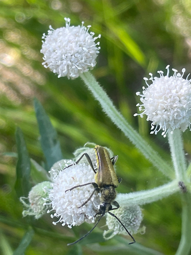 iNaturalist observation photo of Yellow Velvet Beetle