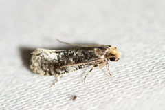 Monopis marginistrigella