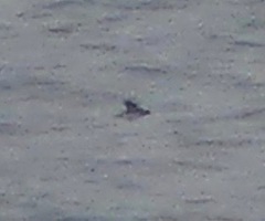 Pelecanoides garnotii