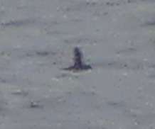 Pelecanoides garnotii