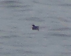 Pelecanoides garnotii