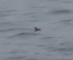 Pelecanoides garnotii