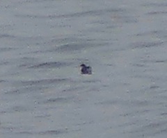 Pelecanoides garnotii