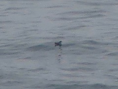 Pelecanoides garnotii