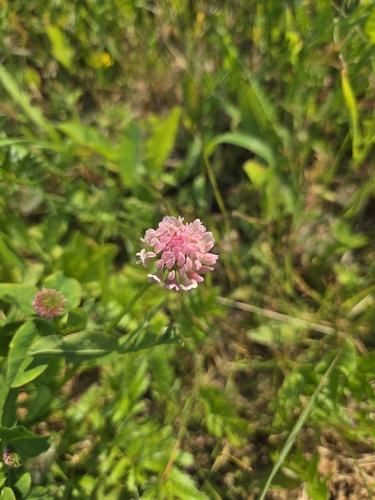 Alsike clover