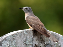 Cacomantis variolosus