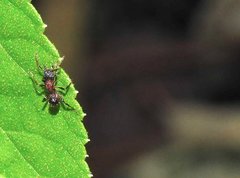 Stictoponera bicolor