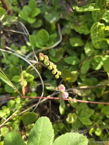 one-sided wintergreen