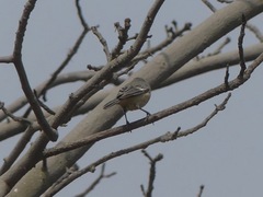 Conirostrum cinereum