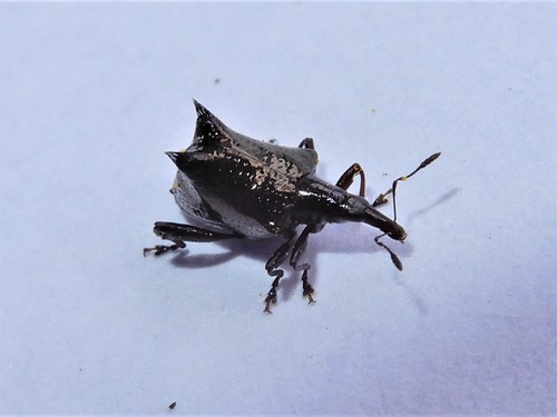 Scolopterus penicillatus photo 4