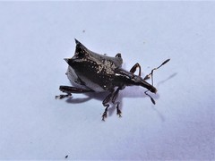 Scolopterus penicillatus