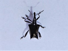 Scolopterus penicillatus