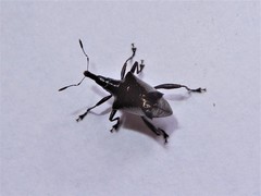 Scolopterus penicillatus