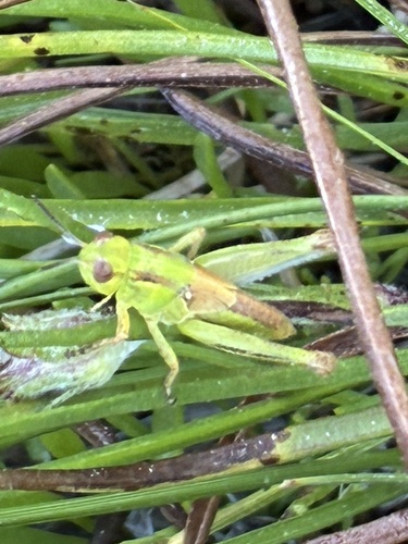iNaturalist observation photo of Short-horned Grasshoppers