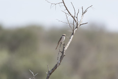 Lanius phoenicuroides