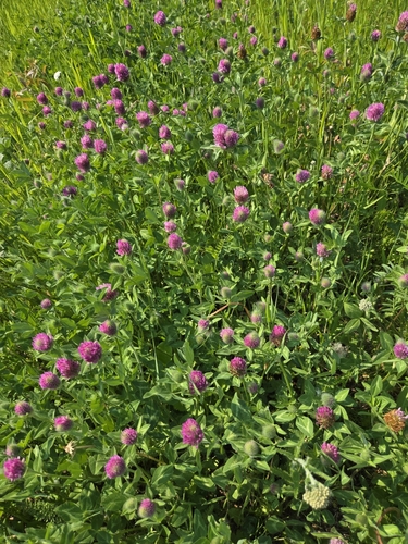 Red Clover