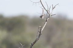 Lanius phoenicuroides