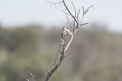 Lanius phoenicuroides