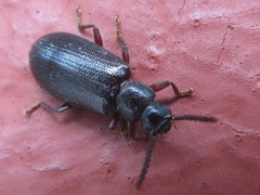 Luprops orientalis