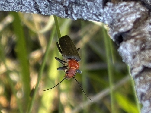 iNaturalist observation photo of Downy Leather-winged Beetle