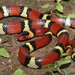 Scarlet Kingsnake - Photo (c) Michael Price, some rights reserved (CC BY-NC-ND), uploaded by Michael Price