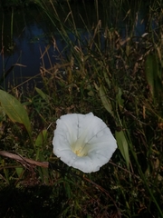 Calystegia sepium limnophila