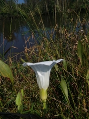 Calystegia sepium limnophila