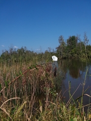 Calystegia sepium limnophila