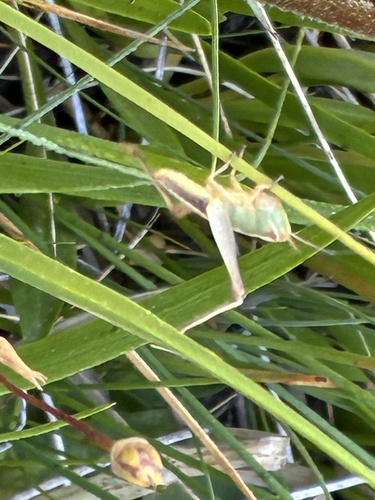 iNaturalist observation photo of Marsh meadow grasshopper