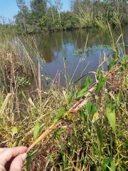 Calystegia sepium limnophila