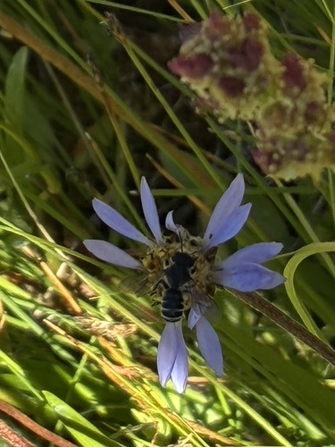 iNaturalist observation photo of Horn-faced Leafcutter Bee