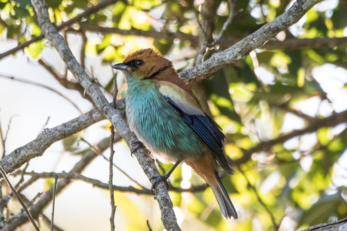 Chestnut-backed Tanager (Stilpnia preciosa), photo 7